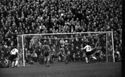 Wolves attack everyone concentrating on the ball players and crowd