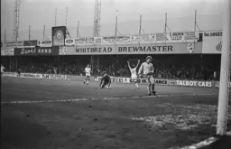 Steve White celebrates