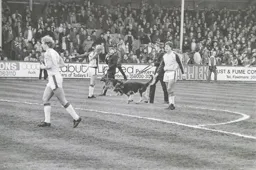 A strange place to walk your dog